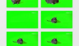 最新老鼠爆料视频下载安装,最新老鼠爆料视频下载安装全过程解析